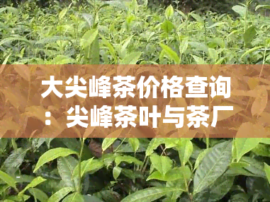 大尖峰茶价格查询：尖峰茶叶与茶厂介绍