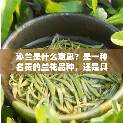 沁兰是什么意思？是一种名贵的兰花品种，还是具有清香味的茶叶？沁兰一词有多种解释，请问您具体指的是哪方面呢？同时，“沁”可能是指的另一种颜色或，与“沁兰”有所不同。