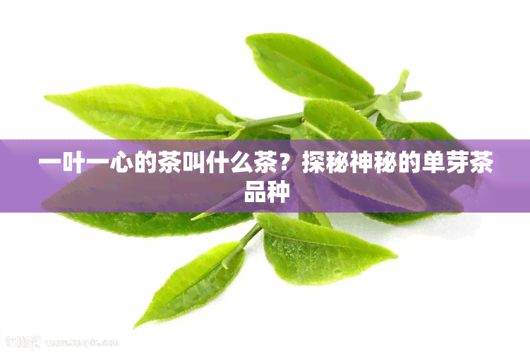 一叶一心的茶叫什么茶？探秘神秘的单芽茶品种