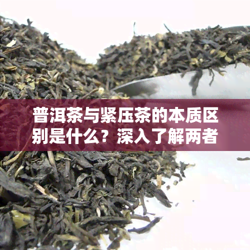 普洱茶与紧压茶的本质区别是什么？深入了解两者差异