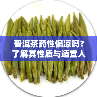 普洱茶性偏凉吗？了解其性质与适宜人群