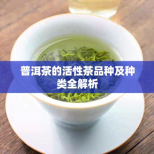 普洱茶的活性茶品种及种类全解析