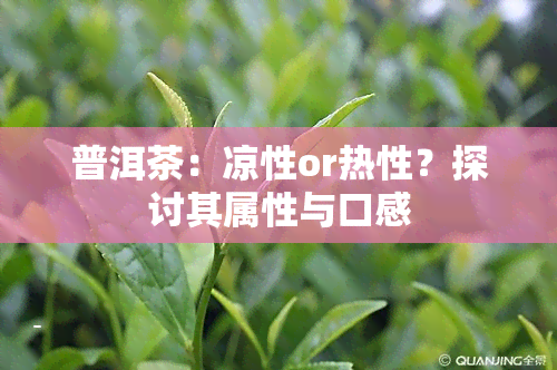 普洱茶：凉性or热性？探讨其属性与口感