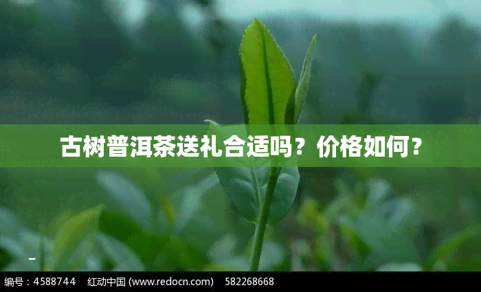 古树普洱茶送礼合适吗？价格如何？