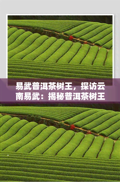 易武普洱茶树王，探访云南易武：揭秘普洱茶树王的魅力与历