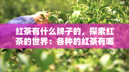 红茶有什么牌子的，探索红茶的世界：各种的红茶有哪些？