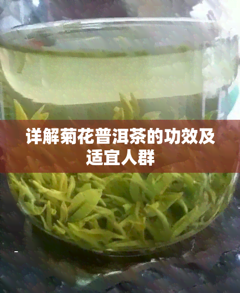 详解菊花普洱茶的功效及适宜人群