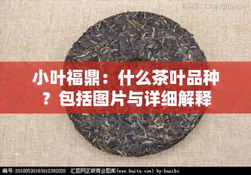 小叶福鼎：什么茶叶品种？包括图片与详细解释