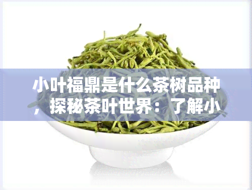 小叶福鼎是什么茶树品种，探秘茶叶世界：了解小叶福鼎——一种独特的茶树品种