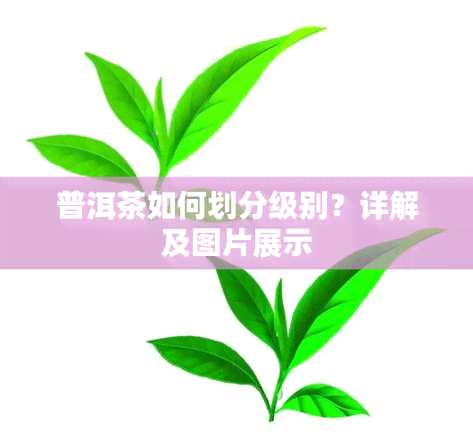 普洱茶如何划分级别？详解及图片展示