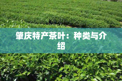 肇庆特产茶叶：种类与介绍