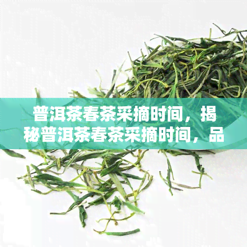 普洱茶春茶采摘时间，揭秘普洱茶春茶采摘时间，品味春天的之一口醇