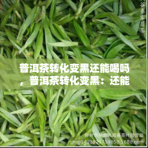 普洱茶转化变黑还能喝吗，普洱茶转化变黑：还能不能饮用？