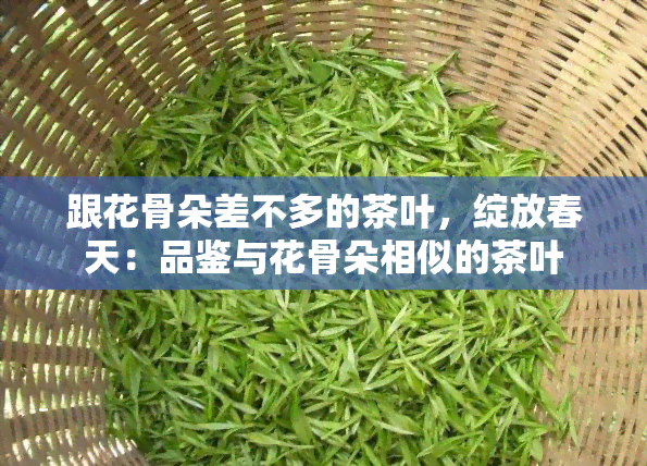 跟花骨朵差不多的茶叶，绽放春天：品鉴与花骨朵相似的茶叶