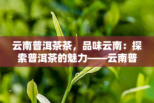 云南普洱茶茶，品味云南：探索普洱茶的魅力——云南普洱茶茶