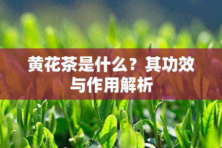 黄花茶是什么？其功效与作用解析