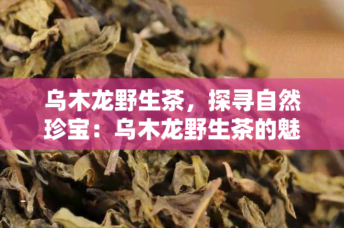 乌木龙野生茶，探寻自然珍宝：乌木龙野生茶的魅力与价值