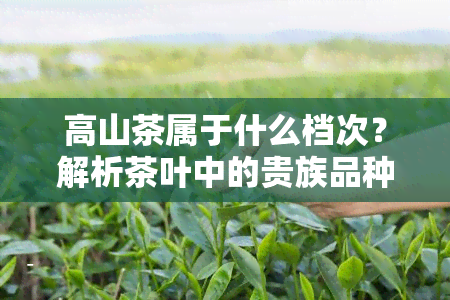 高山茶属于什么档次？解析茶叶中的贵族品种