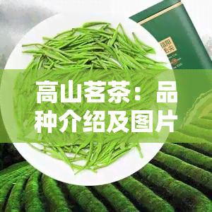 高山茗茶：品种介绍及图片展示