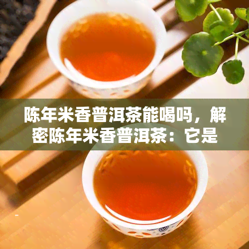 陈年米香普洱茶能喝吗，解密陈年米香普洱茶：它是否适合饮用？