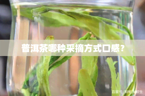 普洱茶哪种采摘方式口感？