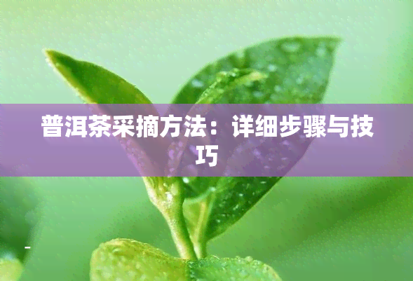 普洱茶采摘方法：详细步骤与技巧