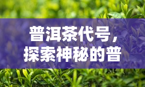 普洱茶代号，探索神秘的普洱茶世界：揭秘代号背后的秘密