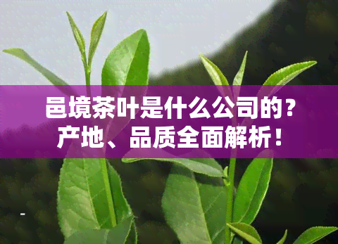 邑境茶叶是什么公司的？产地、品质全面解析！