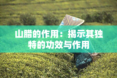 山腊的作用：揭示其独特的功效与作用