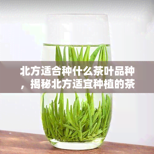 北方适合种什么茶叶品种，揭秘北方适宜种植的茶叶品种