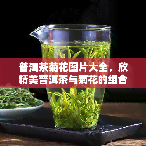 普洱茶菊花图片大全，欣精美普洱茶与菊花的组合：图片大全