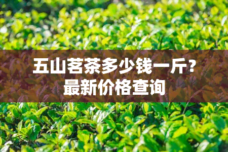 五山茗茶多少钱一斤？最新价格查询