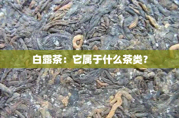 白露茶：它属于什么茶类？