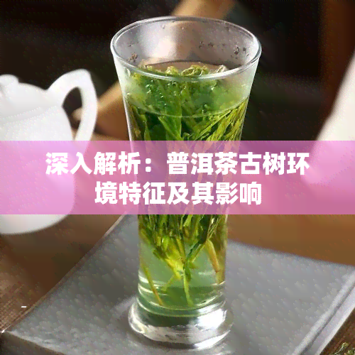 深入解析：普洱茶古树环境特征及其影响