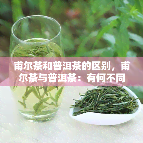 甫尔茶和普洱茶的区别，甫尔茶与普洱茶：有何不同？