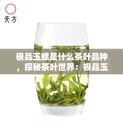 极品玉螺是什么茶叶品种，探秘茶叶世界：极品玉螺，一种独特的茶叶品种