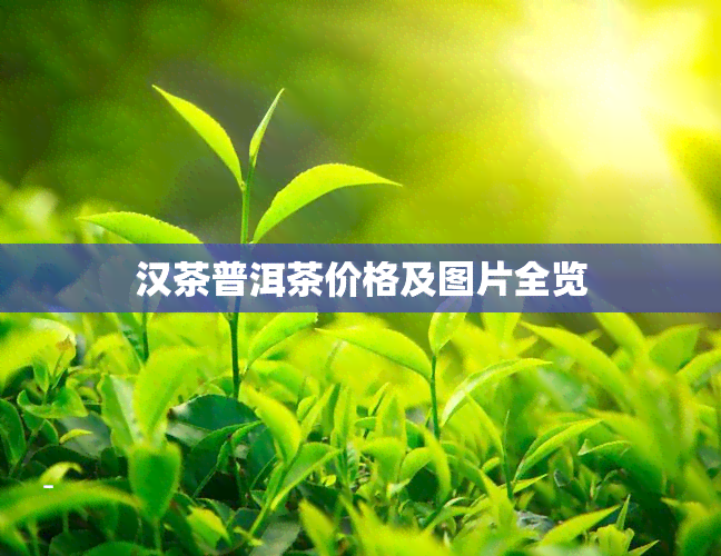 汉茶普洱茶价格及图片全览