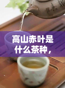 高山赤叶是什么茶种，揭秘高山赤叶：一种独特的茶种