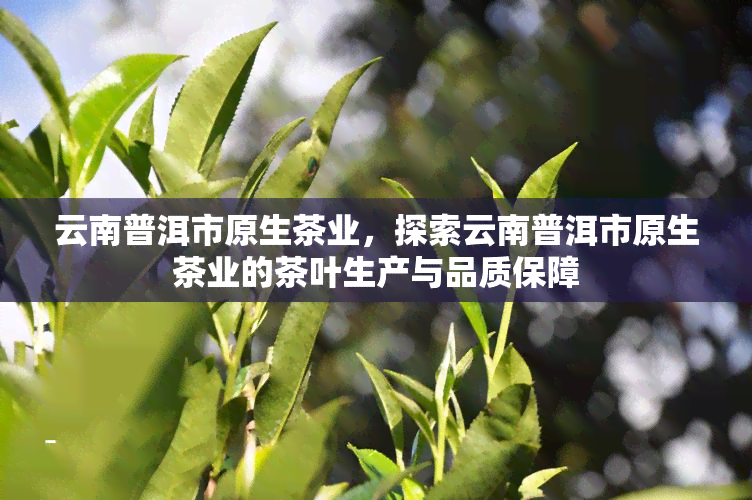 云南普洱市原生茶业，探索云南普洱市原生茶业的茶叶生产与品质保障