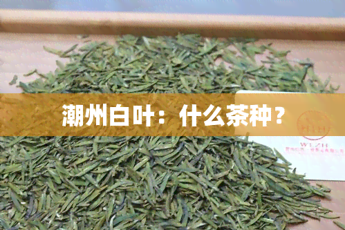 潮州白叶：什么茶种？