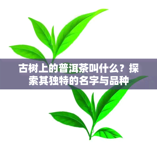 古树上的普洱茶叫什么？探索其独特的名字与品种