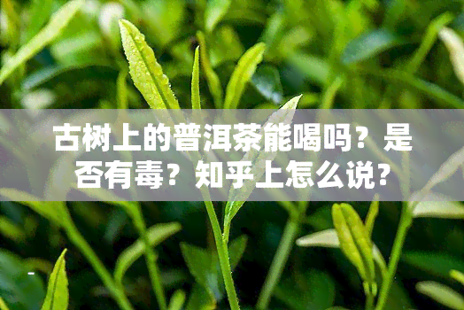 古树上的普洱茶能喝吗？是否有？知乎上怎么说？