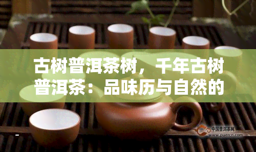 古树普洱茶树，千年古树普洱茶：品味历与自然的交融