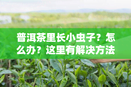 普洱茶里长小虫子？怎么办？这里有解决方法和图片！