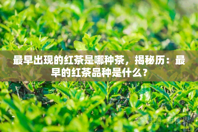 最早出现的红茶是哪种茶，揭秘历：最早的红茶品种是什么？