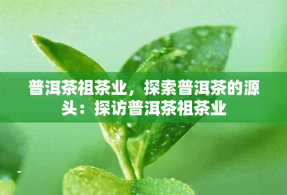 普洱茶祖茶业，探索普洱茶的源头：探访普洱茶祖茶业