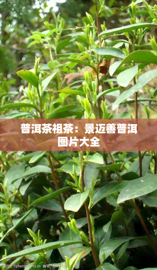 普洱茶祖茶：景迈善普洱图片大全