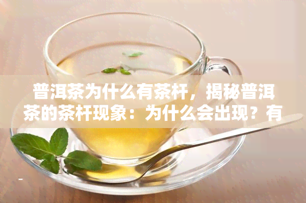 普洱茶为什么有茶杆，揭秘普洱茶的茶杆现象：为什么会出现？有何作用？