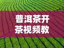 普洱茶开茶视频教程大全：完整教学步骤与技巧分享