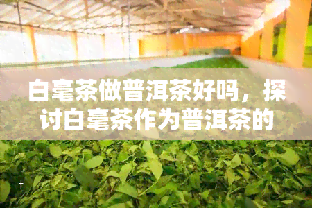 白毫茶做普洱茶好吗，探讨白毫茶作为普洱茶的可行性